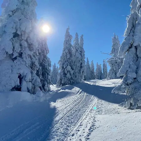 Private Forest With Epic View