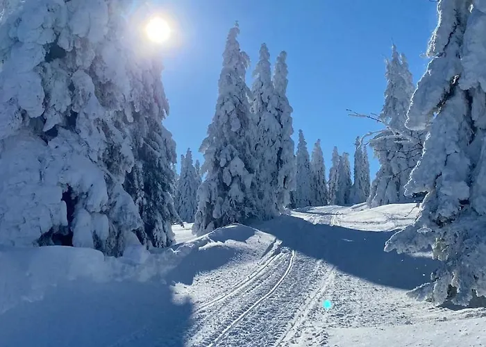 Private Forest With Epic View